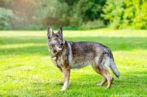 5 Reasons Why German Shepherds Are Good Family Dogs